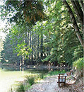 Bench at Pond